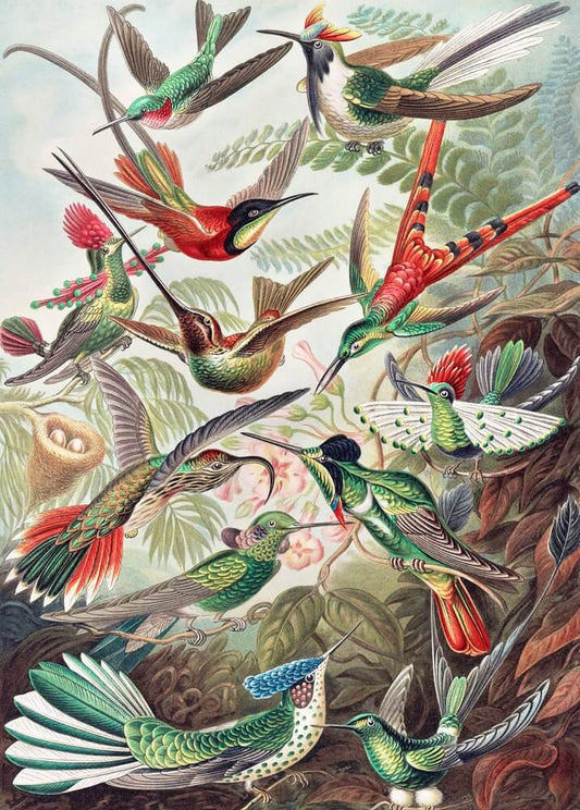 Kolibris Mural Wallpaper (SqM)